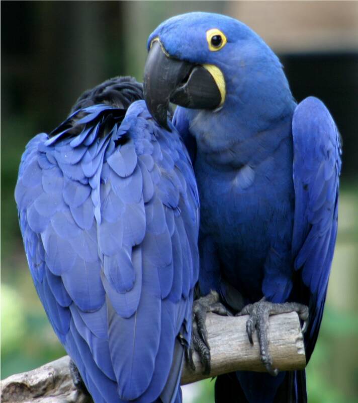 parrot stills